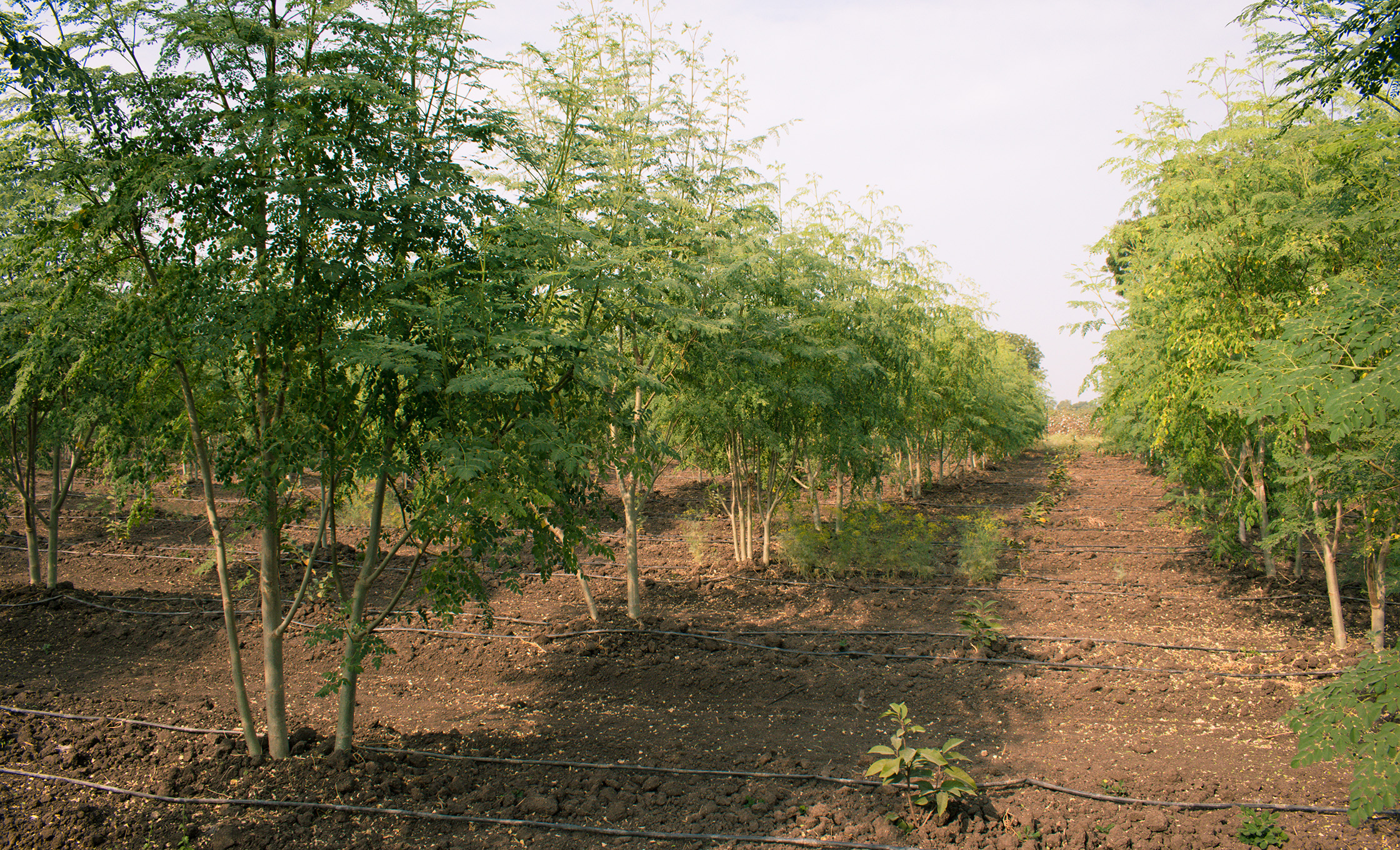 CO2高吸収植物「モリンガ」で環境問題を学ぶ