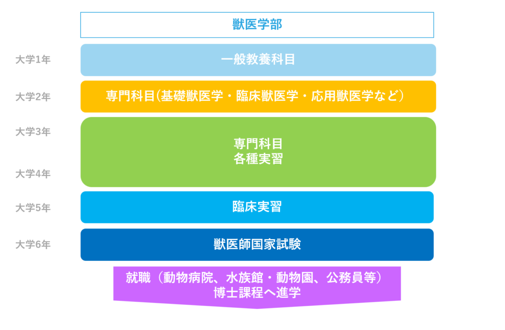 獣医学部・獣医学科卒業後の獣医学生の就職先と進路について